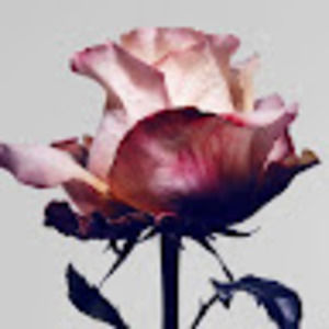 Meet your Posher, Diana